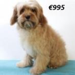 Cavapoo (rood - abrikoos) pups te koop, 15 weken tot 1 jaar, Buitenland, CDV (hondenziekte), Meerdere