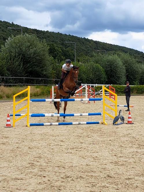 Halve stal gezocht, Dieren en Toebehoren, Paarden