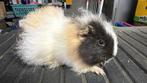 Cobaye , Cavia femelle Ch Teddy noir crème et blanc