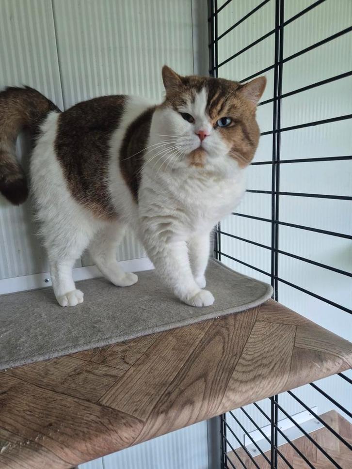 Dekkater, Dieren en Toebehoren, Katten en Kittens | Dekkaters, 0 tot 2 jaar