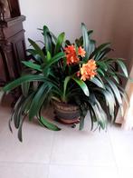 Clivia, Huis en Inrichting, Kamerplanten, Ophalen