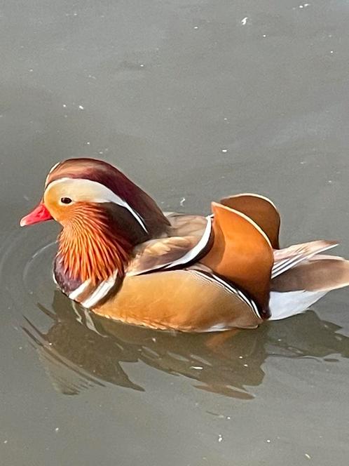 Eenden, Dieren en Toebehoren, Pluimvee