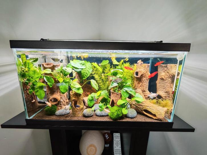 Vis te koop, Dieren en Toebehoren, Vissen | Aquaria en Toebehoren, Gebruikt, Ophalen