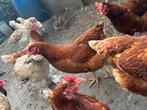 Te koop kippen, Dieren en Toebehoren, Pluimvee