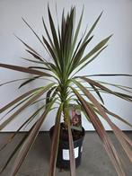 Cordyline Australis - Koolpalm, Enlèvement, Mi-ombre