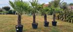 Winterharde palmboom Trachycarpus Fortunei, Tuin en Terras, Planten | Bomen, Ophalen, Palmboom