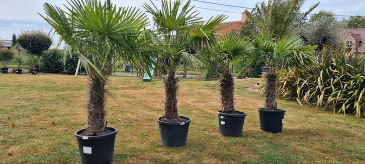 Winterharde palmboom Trachycarpus Fortunei, Tuin en Terras, Planten | Bomen, Palmboom, Ophalen