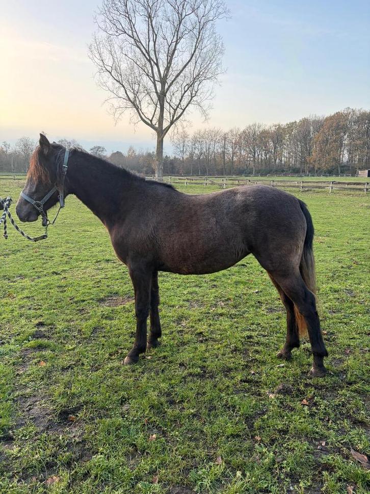 1,5jarige connemara, Dieren en Toebehoren, Pony's, Merrie, Niet van toepassing, D pony (1.37m tot 1.48m), 0 tot 2 jaar, Met stamboom