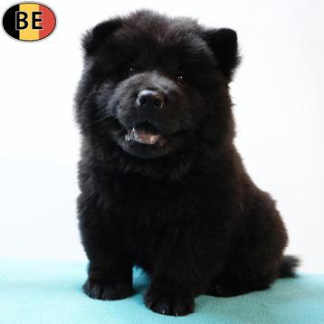 Chow Chow pups (crème & zwart) Belgisch beschikbaar voor biedingen