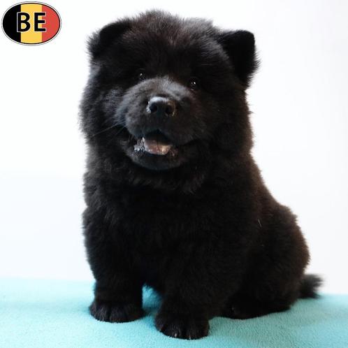 Chow Chow pups (crème & zwart) Belgisch, Dieren en Toebehoren, Honden | Poolhonden, Keeshonden en Oertypen, Meerdere dieren, Overige rassen