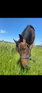 Te koop 6 jaarse merrie uit lavalino ter klomp rx top, Dieren en Toebehoren, Merrie, Met stamboom, Springpaard, Zadelmak