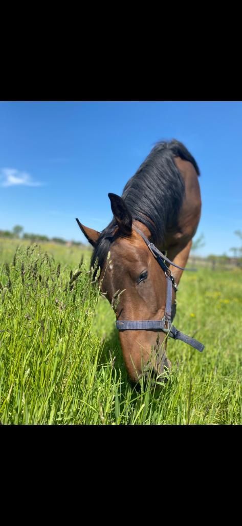 Te koop 6 jaarse merrie uit lavalino ter klomp rx top, Dieren en Toebehoren, Paarden, Merrie, Zadelmak, 165 tot 170 cm, 3 tot 6 jaar