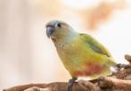 conure élevé a la main, Meerdere dieren, Papegaai, Pratend