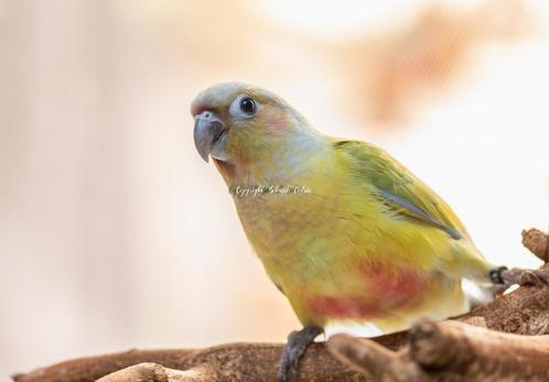 conure élevé a la main, Dieren en Toebehoren, Vogels | Parkieten en Papegaaien, Papegaai, Meerdere dieren, Pratend, Tam, Geringd