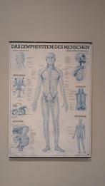 Poster anatomie lymfesysteem, Verzamelen, Posters, Ophalen