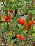 tomate précoce Marmande - 5 graines, Enlèvement ou Envoi, Printemps, Graine