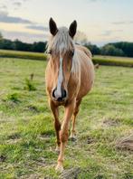 Drachtige zangersheide  palomino 3j van appaloosa Jnius, Merrie