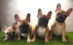 Franse bulldog pups bij ons thuis geboren, 8 à 15 semaines, Bouledogue, Plusieurs, Éleveur | Loisir