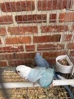 Halsband parkiet witkop witstaart, Meerdere dieren, Parkiet, Geringd