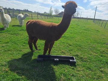 Alpaca merrie, Femelle