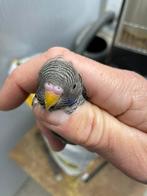 Bf grasparkieten, Dieren en Toebehoren, Mannelijk, Parkiet, Geringd