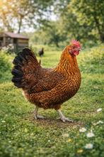 Kippen gulden-zilveren leghoen jonge hennen beschikbaar, Dieren en Toebehoren, Pluimvee, Vrouwelijk, Kip