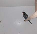 Grasparkiet, Vrouwelijk, Parkiet, Geringd