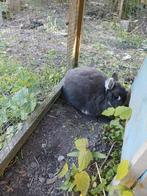 Lapin a donner, Ophalen, Konijn