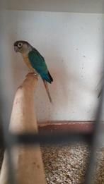 Pyrrhura