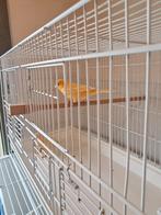 Kanaries Oranje, Dieren en Toebehoren, Vogels | Kanaries, Mannelijk, Kleurkanarie