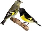 geelbuik  sijsjes met 2 jongen, Dieren en Toebehoren, Vogels | Overige Vogels, Wildzangvogel, Geringd