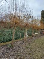 Wilgentakken gratis, Ophalen, Overige soorten, 100 tot 250 cm