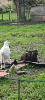 2 zwarte geitjes verkrijgbaar, Animaux & Accessoires, Moutons, Chèvres & Cochons, Mâle, Chèvre, 0 à 2 ans