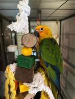 Jendayaparkiet, Dieren en Toebehoren, Tam