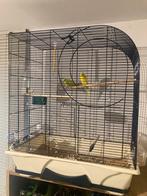 Grasparkieten met mooie ruime vogelkooi., Meerdere dieren, Parkiet