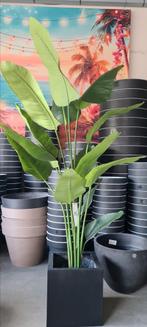 Kamerplant Strelitzia Nicolai - nepplant, Ophalen