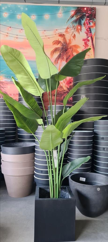 Kamerplant Strelitzia Nicolai - nepplant, Huis en Inrichting, Kamerplanten, Ophalen