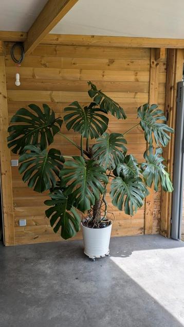 Grote Monstera Deliciosa beschikbaar voor biedingen