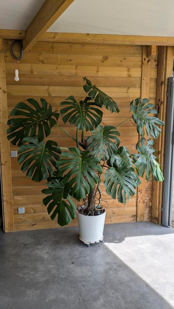 Grote Monstera Deliciosa, Tuin en Terras, Planten | Tuinplanten, Ophalen