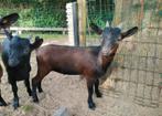 Dwerggeiten lammetjes, Dieren en Toebehoren, Schapen, Geiten en Varkens, Meerdere dieren, Geit, 0 tot 2 jaar