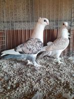 Oud-Oosterse Meeuwen., Dieren en Toebehoren, Vogels | Duiven