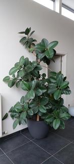 Ficus elastica - rubberplant, Huis en Inrichting, Kamerplanten, Ophalen, Ficus, 200 cm of meer, Halfschaduw