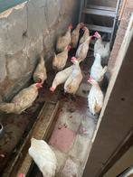 Legkippen €8,5, Animaux & Accessoires, Volatiles