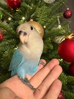 Lieve tamme agapornissen, Dieren en Toebehoren, Meerdere dieren, Dwergpapegaai of Agapornis, Tam