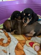 Prachtige dwergteckel pups, Dieren en Toebehoren, Honden | Teckels en Dashonden, België, CDV (hondenziekte), 8 tot 15 weken, Korthaar