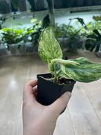 Scindapsus Jade Satin Marble Variegata, Huis en Inrichting, Ophalen of Verzenden