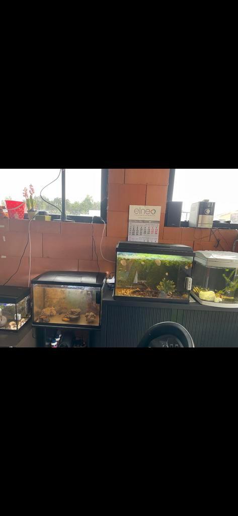 Vissen, slakken of aquarium te koop., Dieren en Toebehoren, Vissen | Aquaria en Toebehoren, Ophalen