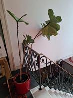 Plant met pot 36cm op 31 hoog, Tuin en Terras, Planten | Bomen, Ophalen