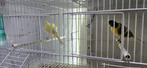canaris frisés parisienne, Dieren en Toebehoren, Vogels | Kanaries, Meerdere dieren, Postuurkanarie