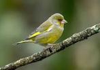 Groenvinken, Dieren en Toebehoren, Vogels | Overige Vogels